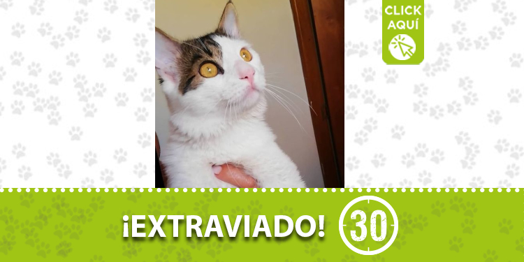 "Bartolomeo" se perdió en Copacabana 1 copacabana gato