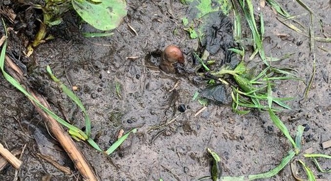 FOTO. ¿Es un dedo del pie? Policía sacó de dudas a ciudadanos que hallaron lo que sería un miembro humano