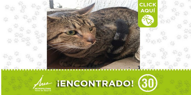 Este gatico fue encontrado en Envigado