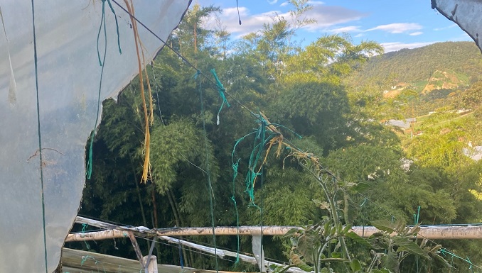 Un globo navideño por poco le acaba el cultivo de tomates a una familia en el Santuario