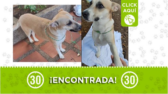Perrita encontrada