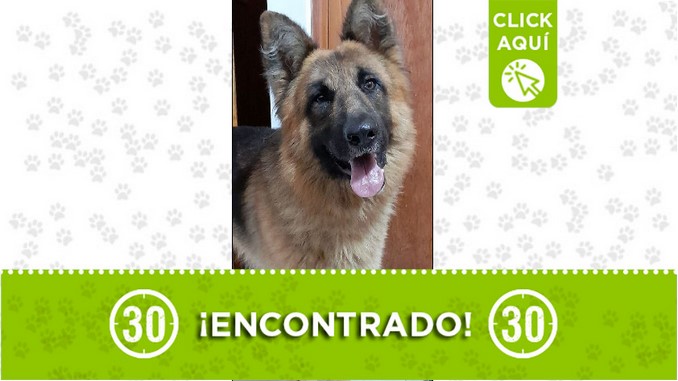Perrito encontrado