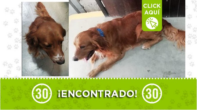 Perrito encontrado