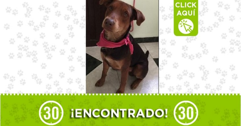 Perrito encontrado