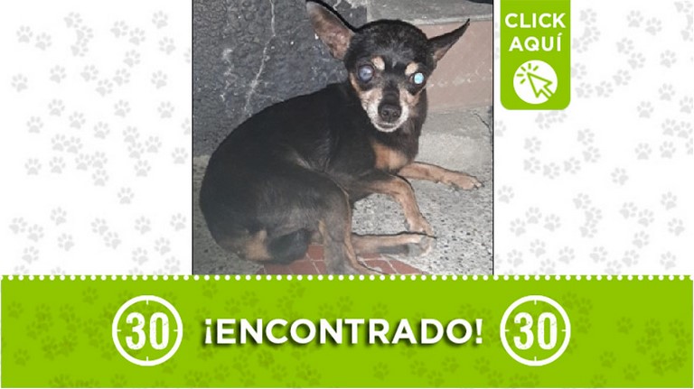 Perrito encontrado