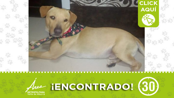 Buscan a la familia de este perrito encontrado en Medellín, no ha querido comer ni beber
