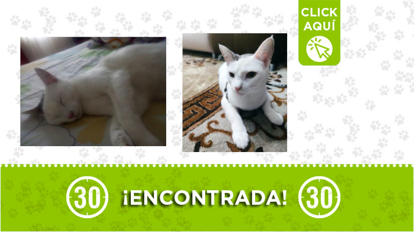 Esta gata fue encontrada en el sector Loma de los Bernal ¿la reconoce?