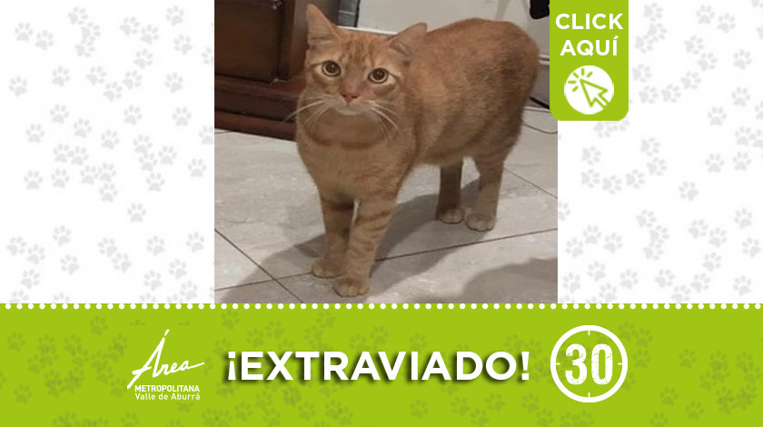 "Orión" se extravió en el barrio Girardot ¿Lo ha visto?