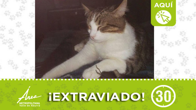 "Harry" se perdió en San Diego