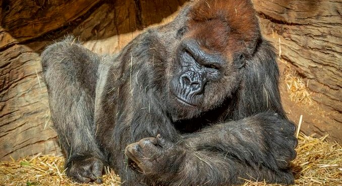 Gorilas de un zoológico de Estados Unidos dan positivo por covid-19
