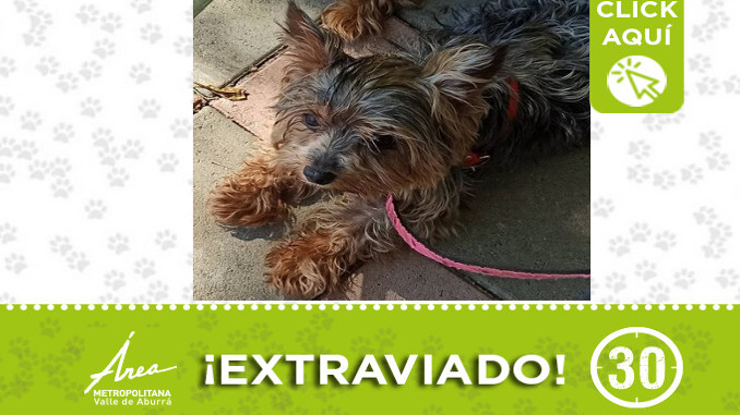 "Hansel" se perdió en Envigado ¿Lo ha visto?