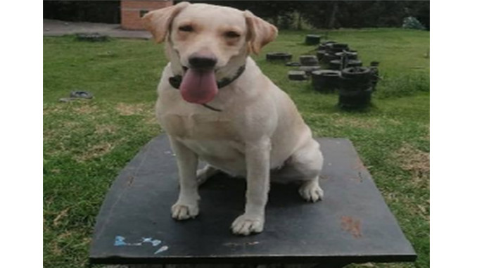 Murió 'Keyra', perrita al servicio de las fuerzas militares