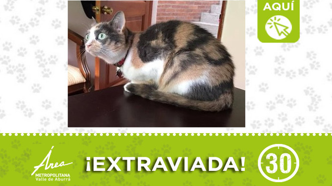 "Kora" se extravió en Envigado ¿La ha visto?