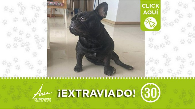 "Apolo" se extravió en Envigado