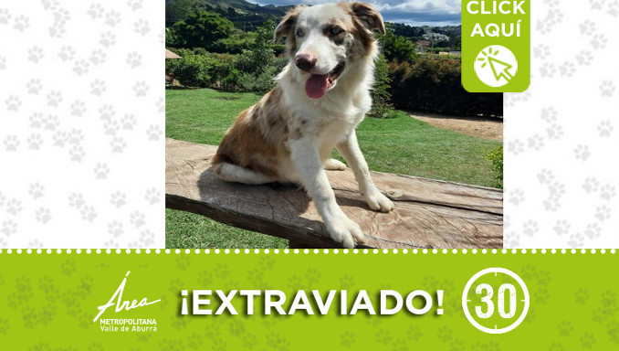 "Milan" se extravió en Rionegro ¿Lo ha visto?