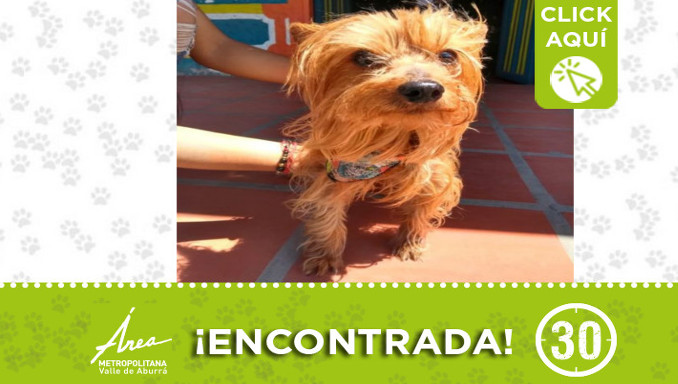 Encontraron esta ternurita en San Antonio de Pereira ¿La conoce?