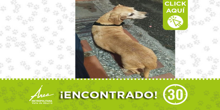 Este perrito fue encontrado en Itagüí ¿Lo conoce?