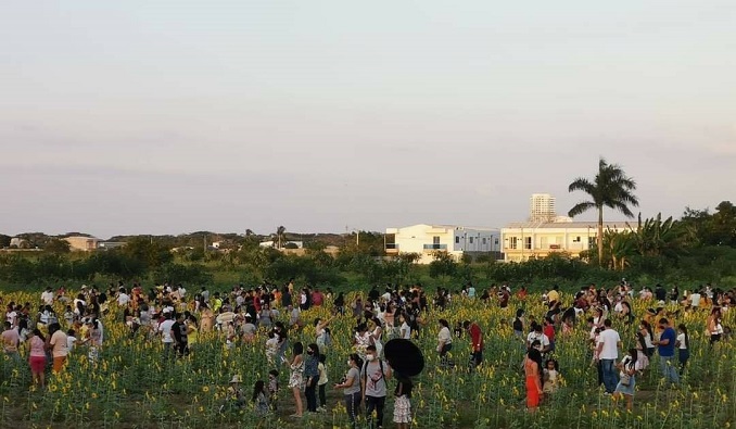 El campo de girasoles que llevó caos a Montería, múltiples daños y el covid a la orden del día