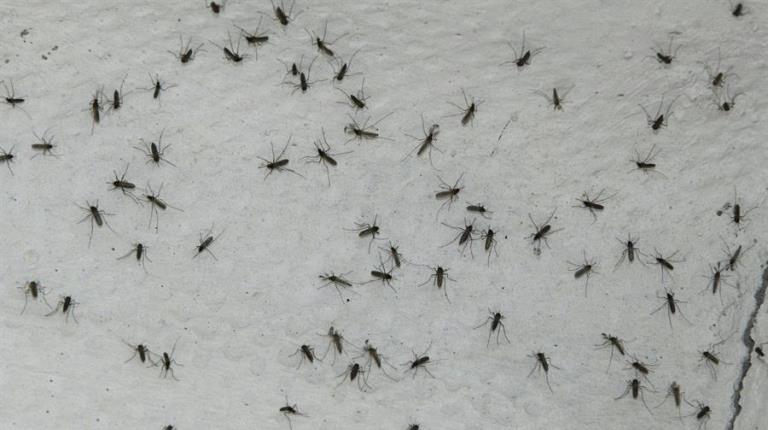 Jóvenes patentan en EE.UU. un invento que no deja desovar a los mosquitos 1 mosquitos