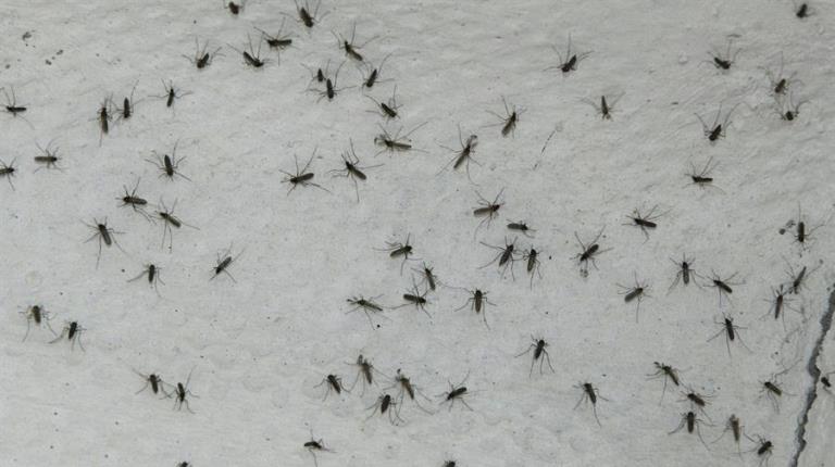 Jóvenes patentan en EE.UU. un invento que no deja desovar a los mosquitos