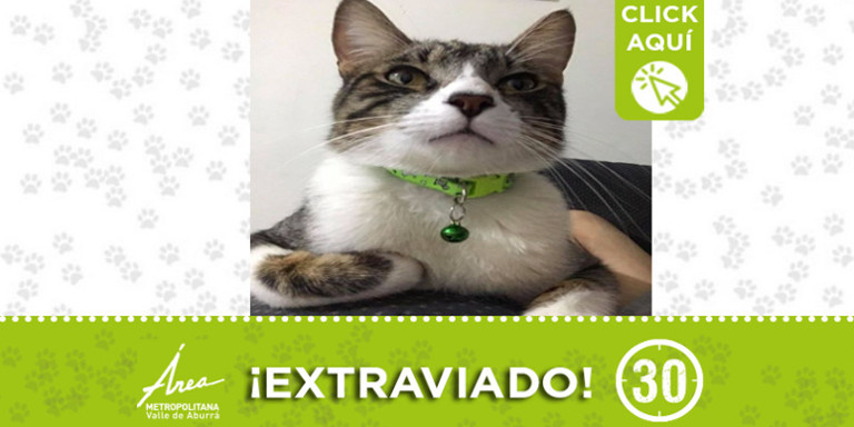 "Nicky" Se perdió en Niquía ¿Lo ha visto?