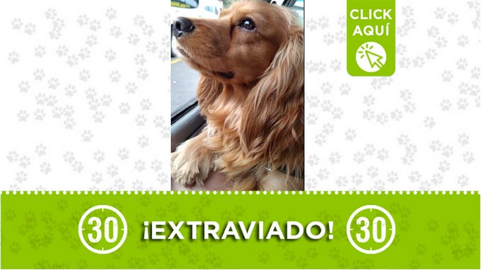 'Pop' se asustó y salió corriendo hacia el barrio Santa Rita, sus dueños lo buscan 1 Pop perdido