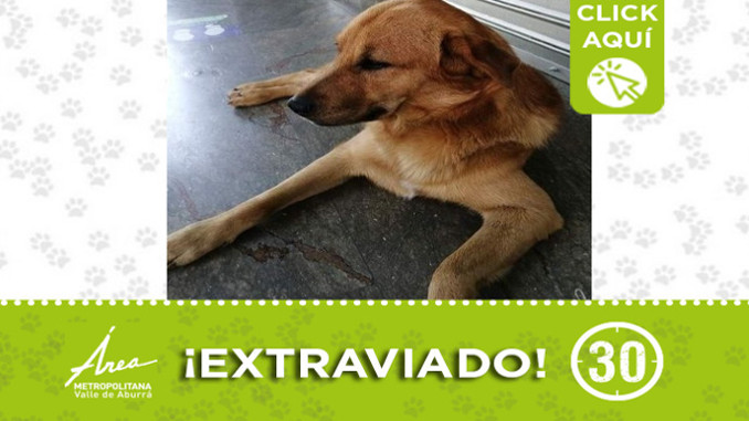 Mono se perdió en Barbosa