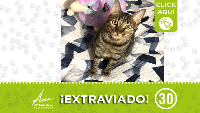 ¿Lo ha visto? "Apolo" se extravió en Envigado