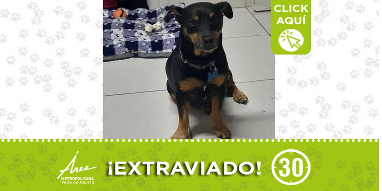 Ayudemos a encontrar a "Sherman" se perdió en Itagüí