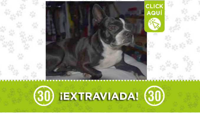 "Susy" Se extravió en Marinilla ¿La ha visto?