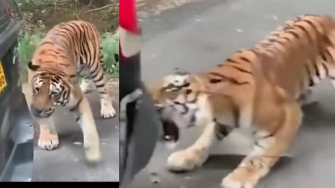 VIDEO. ¡Qué susto! Enorme tigre de Bengala intentó arrancar el parachoques de un carro