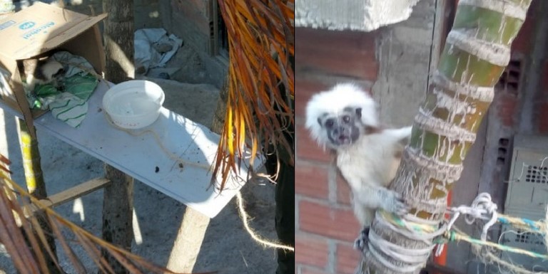 FOTOS: ¡Buena esa! Rescataron a un tití piel roja que, al parecer, tenían amarrado con cabuya en Niquía