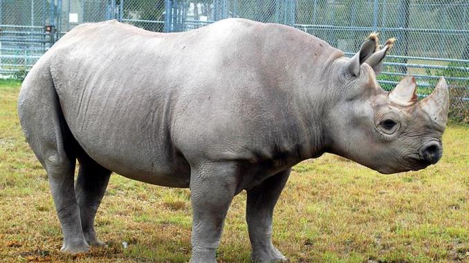 Muere el rinoceronte negro del zoológico de Miami, el más adulto de Norteamérica