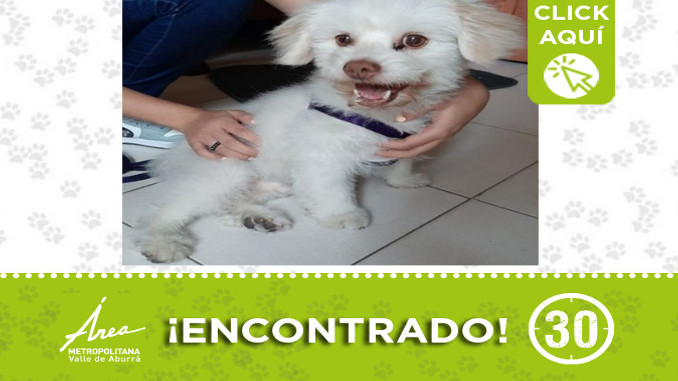 Buscan a la familia de este perrito encontrado en Itagüí