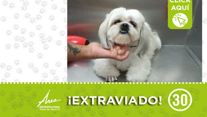 Ayudemos a encontrar a "Toby", se extravió en el 12 de Octubre