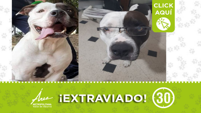 "Roky" se extravió en Itagüí ¿Lo ha visto?