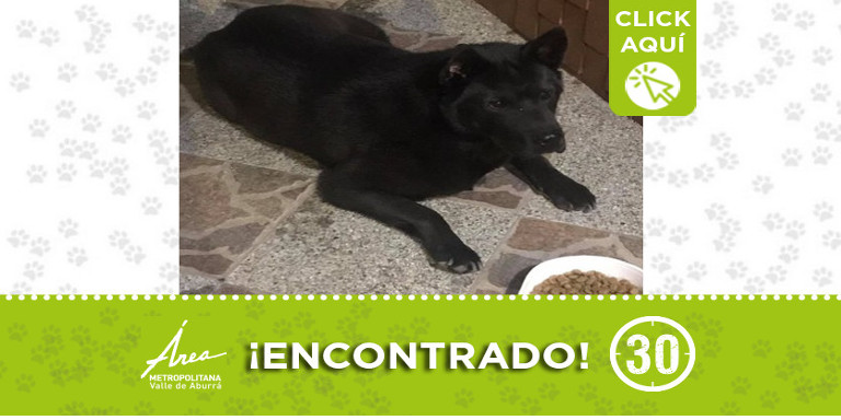 Buscan a la familia de este perrito encontrado en Itagüí