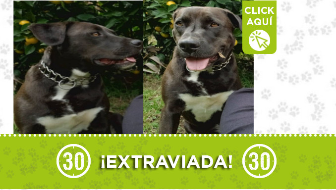 ¿La ha visto? "Atenea" se extravió en Copacabana