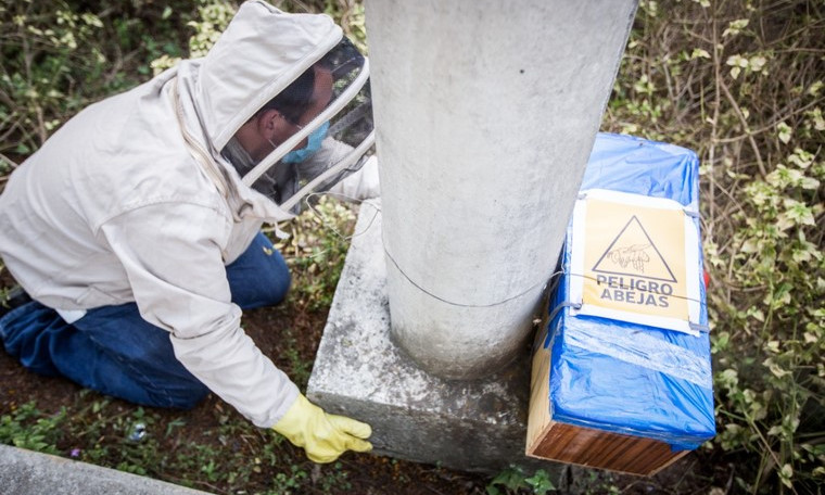 Durante la temporada seca aumenta la aparición abejas y avispas en Medellín