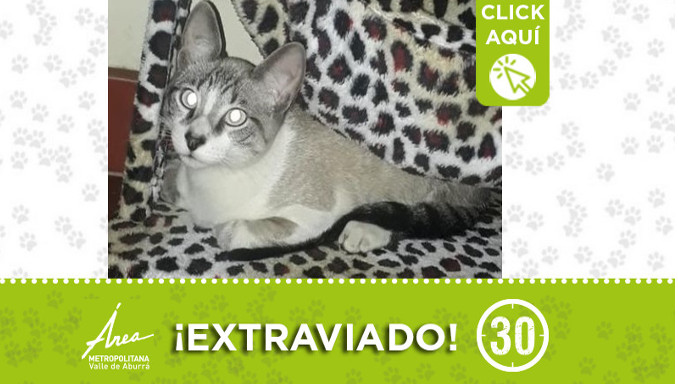 "Aladín" se extravió en Villa Eloísa ¿Lo ha visto?