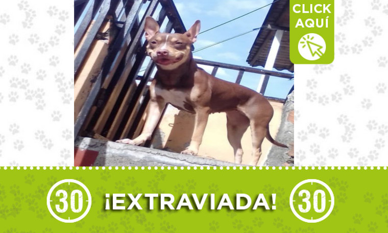 "Channel" se extravió en Toscana ¿La ha visto?