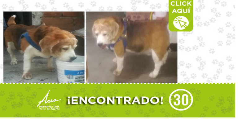 Buscan a familia de este perrito encontrado en Pedregal