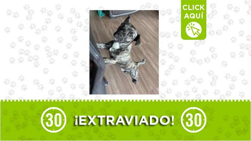 ¿Ha visto a 'Igor'? Se extravió en la vía Santuario-Cocorná 1 Igor
