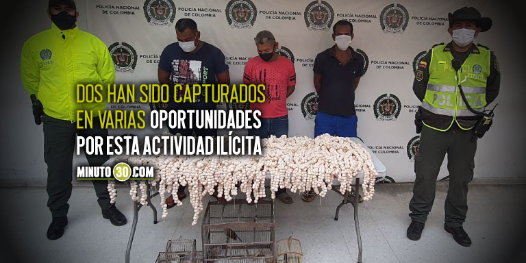 EN VIDEO. Cayeron 3 de ‘Los Reptiles’, una red delincuencial que pretendía comercializar 5.000 huevos de iguana 1 ‘Los Reptiles’