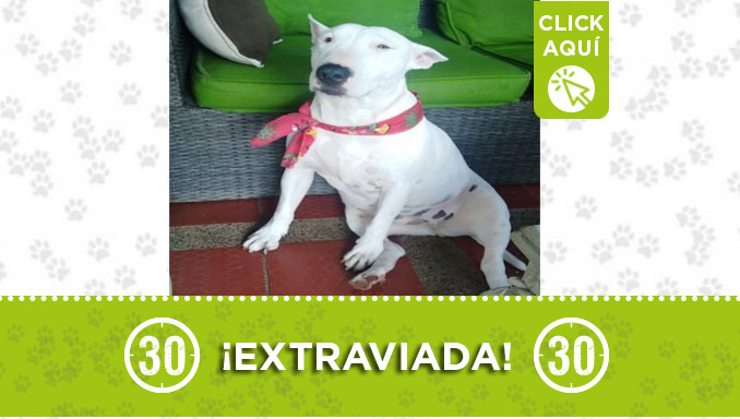 "Kiara" se perdió en Belencito ¿La ha visto?