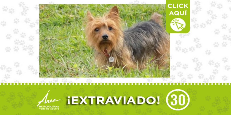 "Kiko" se extravió en Boston ¿Lo ha visto?