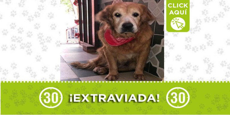 Busca a "Luna" se perdió en Girardota ¿La ha visto?