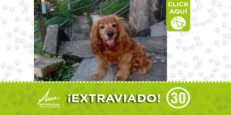 Buscan a "Mateo" en Carmen de Viboral ¿Lo ha visto?