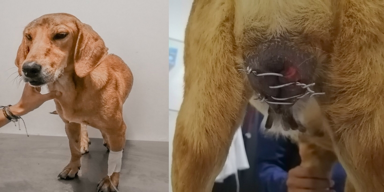 ¡Inhumanos! En Santander, cocieron con alambre de púas a ‘Maya’, una perrita para que no tuviera crías