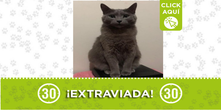 "Medusa" se extravió en San Antonio de Prado ¿La ha visto?